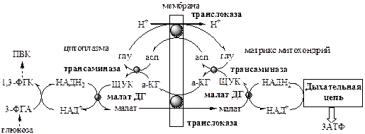 катаболизм пвк в митохондриях - student2.ru