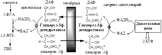 катаболизм пвк в митохондриях - student2.ru