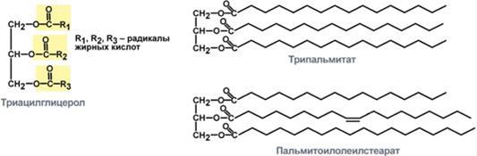 Катаболизм триацилглицеролов. Реакции, механизм регуляции активности триглицеридлипазы. Нейрогуморальная регуляция липолиза (адреналин, глюкагон, инсулин) - student2.ru