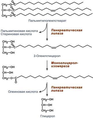 Катаболизм триацилглицеролов. Реакции, механизм регуляции активности триглицеридлипазы. Нейрогуморальная регуляция липолиза (адреналин, глюкагон, инсулин) - student2.ru