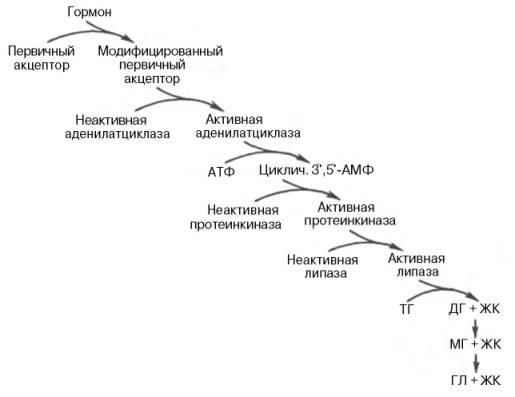 Катаболизм триацилглицеролов. Реакции, механизм регуляции активности триглицеридлипазы. Нейрогуморальная регуляция липолиза (адреналин, глюкагон, инсулин) - student2.ru