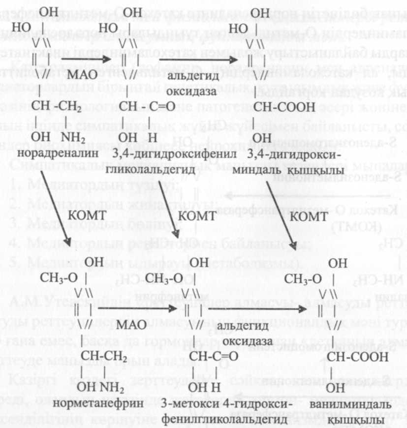 Катехоламиндер катаболизмының монаминооксидазды жолы. - student2.ru