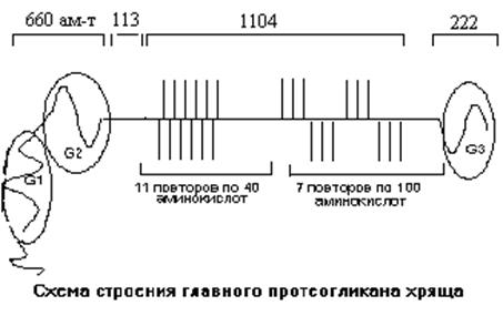 Каждый тип соединительной ткани имеет свои специфические наборы молекул - student2.ru