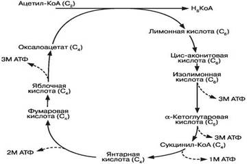 Кетоновые тела. Биологическая роль. - student2.ru