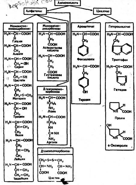 характеристика амінокислот і 1 страница - student2.ru