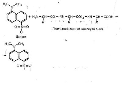 характеристика амінокислот і 3 страница - student2.ru