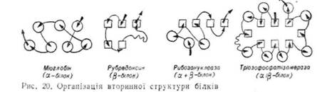 характеристика амінокислот і 4 страница - student2.ru