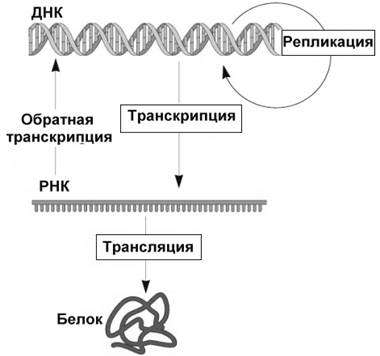 Характеристика генетического кода, кодон, антикодон - student2.ru