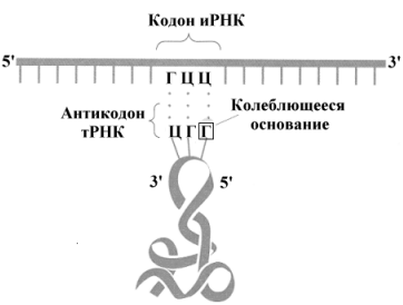 Характеристика генетического кода, кодон, антикодон - student2.ru