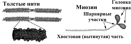 Характеристика и роль специфических белков мышечной ткани TnC, TnI, TnT, тропомиозина, актомиозина - student2.ru