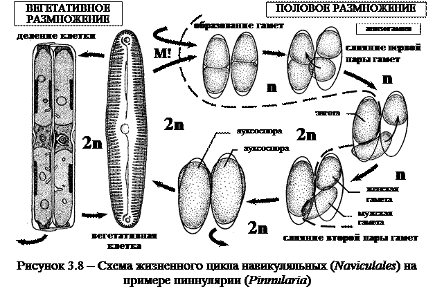 Характеристика класса бацилляриофициевые, или шовные, (Bacillariphyceae), основные представители класса - student2.ru