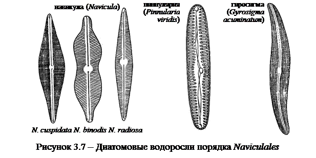 Характеристика класса бацилляриофициевые, или шовные, (Bacillariphyceae), основные представители класса - student2.ru