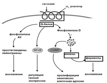 Характеристика основных клеточных медиаторов воспаления. - student2.ru