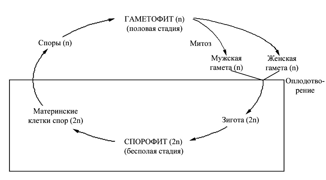 Характеристика периодов эмбрионального развития человека - student2.ru