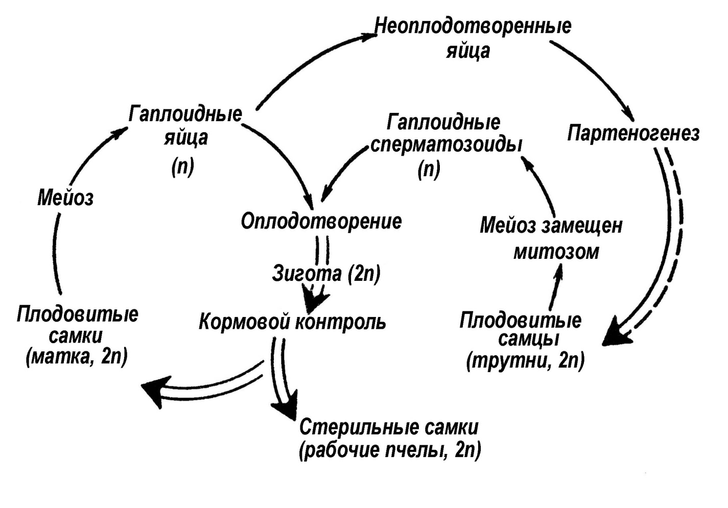 Характеристика периодов эмбрионального развития человека - student2.ru