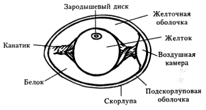 Характеристика яйцеклеток - student2.ru