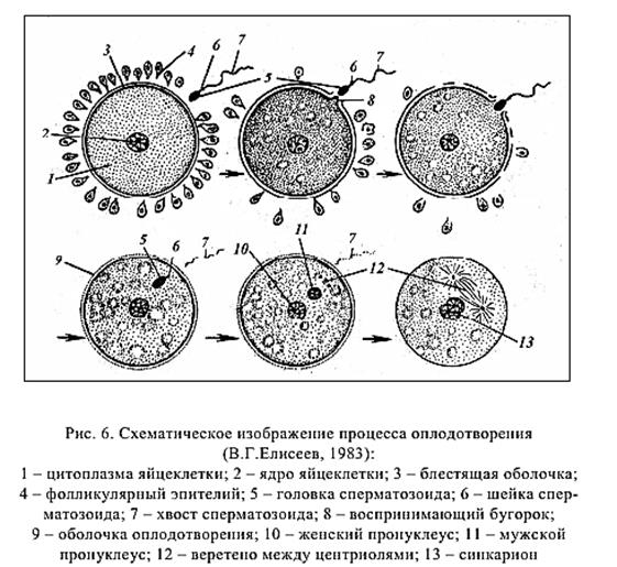 Характеристика яйцеклеток - student2.ru