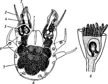 Хелицеры, 2 — педипальпы. 3—6 — за­чатки ходных ног, 7 — зачатки брюшных конечностей - student2.ru