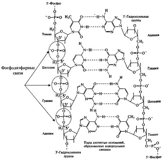 Химический состав и строение ДНК - student2.ru
