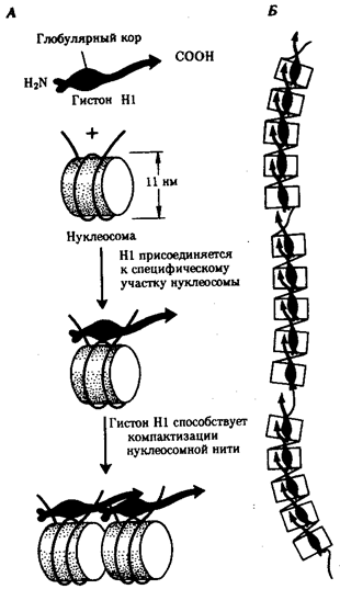 Химический состав хромосом - student2.ru