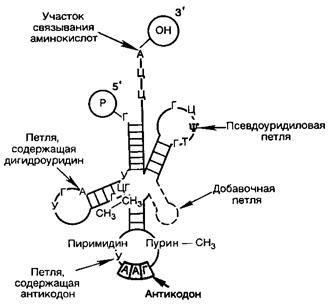 Химический состав нуклеиновых кислот - student2.ru