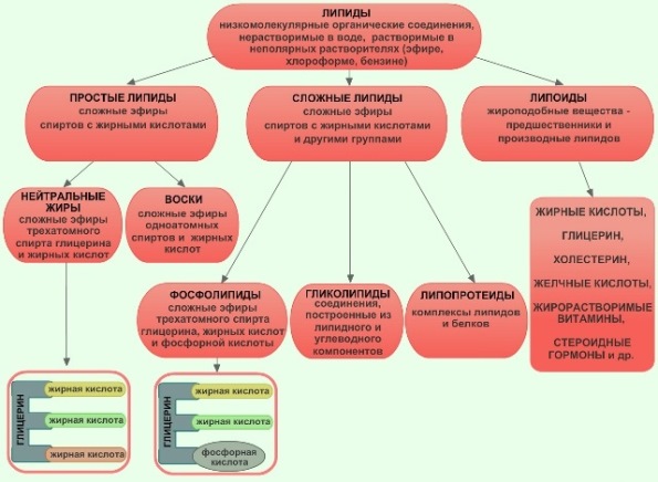 Химическое строение и биологическая роль жиров и липоидов. - student2.ru