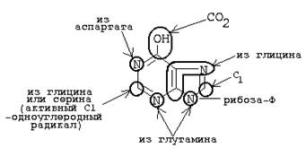 химия и обмен нуклеиновых кислот - student2.ru