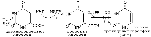 химия и обмен нуклеиновых кислот - student2.ru