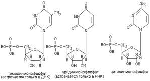 химия и обмен нуклеиновых кислот - student2.ru