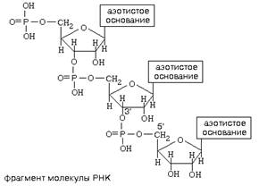 химия и обмен нуклеиновых кислот - student2.ru