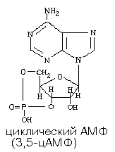 химия и обмен нуклеиновых кислот - student2.ru