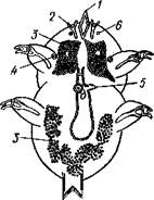 Хоботок, 2 — хелифоры, 3 т шип основного членика хелифоры. 4 — ядови­тые железы, 5 — паутинные железы, 6 — конечности, 7 — кишечник - student2.ru