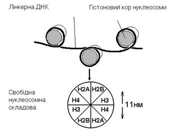 Хромосомний рівень організації генетичного матеріалу - student2.ru