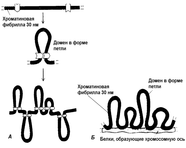 Хромосомний рівень організації генетичного матеріалу - student2.ru