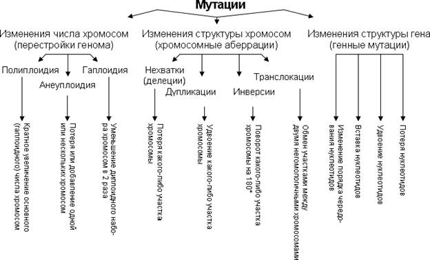 Хромосомные мутации, их классификация :делеции, дупликации, инверсии, транслокации. Причины и механизмы возникновения. Значение в развитии патологических состояний человека - student2.ru