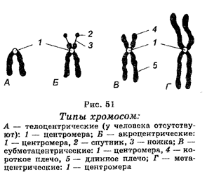 Хромосомы — структурные компоненты ядра. Строение, состав, функции. Понятие о кариотипе. Правила хромосомных наборов. - student2.ru