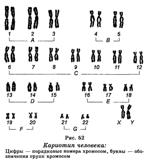 Хромосомы — структурные компоненты ядра. Строение, состав, функции. Понятие о кариотипе. Правила хромосомных наборов. - student2.ru
