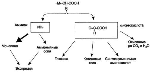 Кинетика ферменативного катализа. График зависимости скорости ферментативной реакции от концентрации субстрата при постоянной концентрации фермента - student2.ru