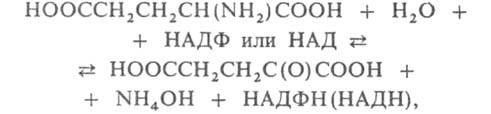 Кинетика ферменативного катализа. График зависимости скорости ферментативной реакции от концентрации субстрата при постоянной концентрации фермента - student2.ru