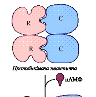 Кінетика ферментативних реакцій - student2.ru