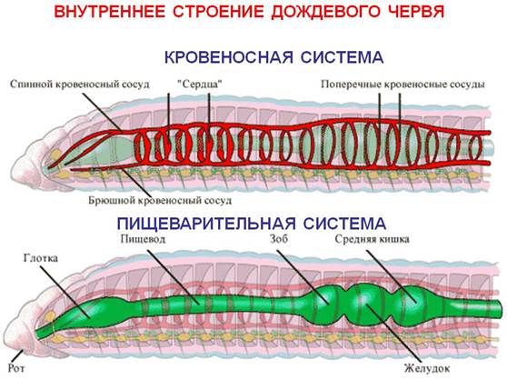 Класс малощетинковые кольчатые черви - student2.ru