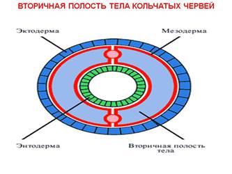 Класс Многощетинковые кольчатые черви (Полихеты) - student2.ru