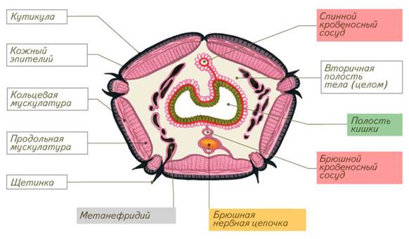 Класс Многощетинковые кольчатые черви (Полихеты) - student2.ru