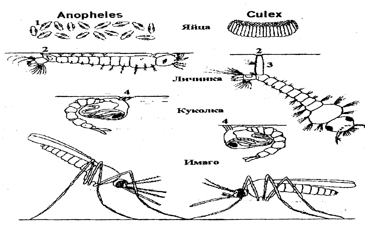 Класс Насекомые. Отряд Двукрылые. Комары. Морфология. Медицинское и эпидемиологическое значение комаров - student2.ru