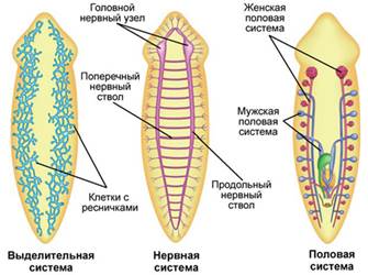 Класс Ресничные (турбеллярии) - student2.ru