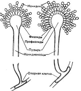 Класс Эуаскомицеты (Euascomycetes), Настоящие сумчатые, или Плодосумчатые - student2.ru