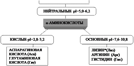 Классификация аминокислот белков - student2.ru