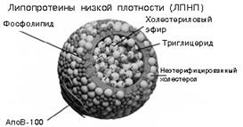 классификация белков. простые и сложные белки - student2.ru