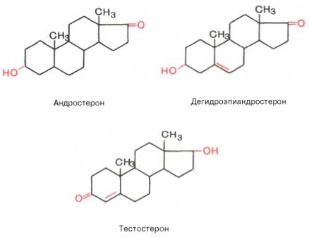 Классификация гормонов по химическому строению 3 страница - student2.ru