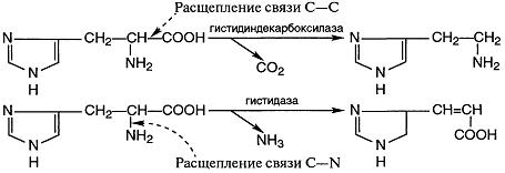 классификация и номенклатура ферментов - student2.ru